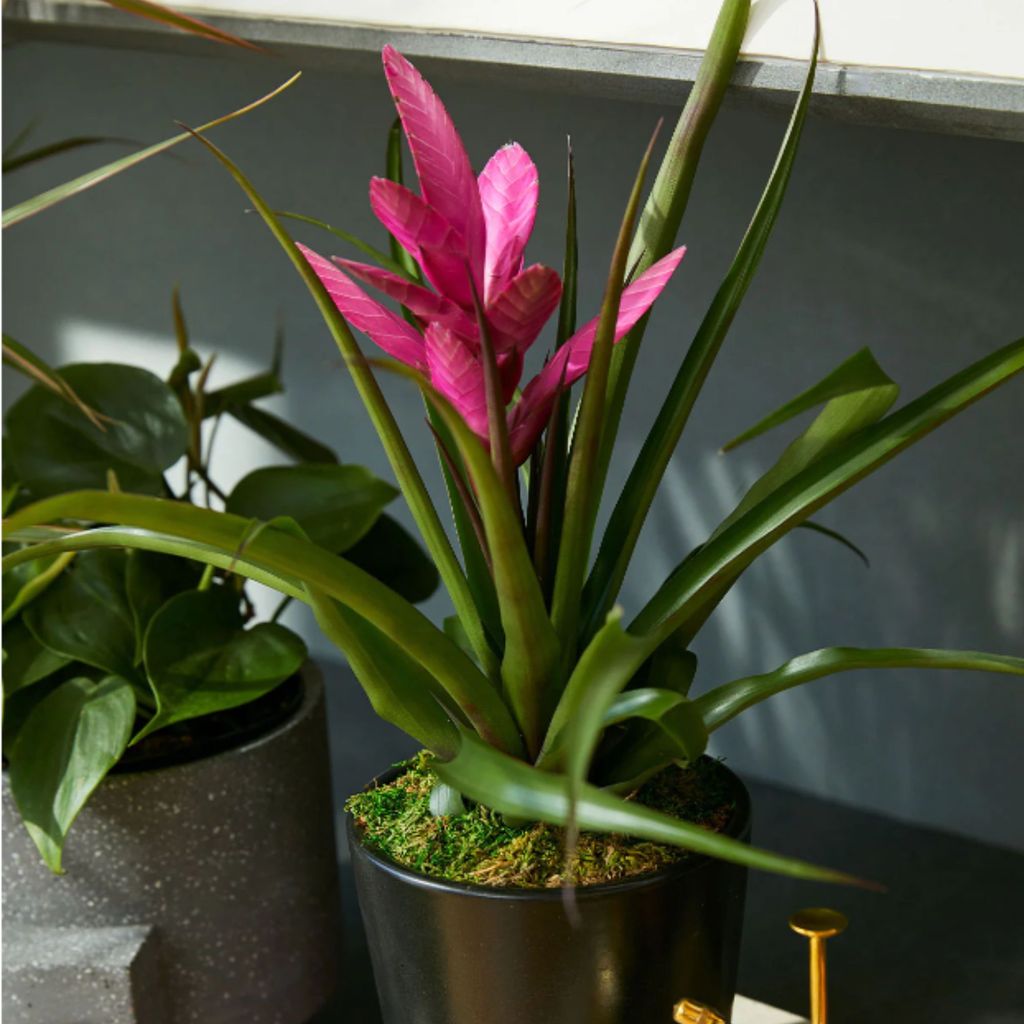 Indoor plants that flower all year round 10 expert suggestions Homes