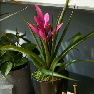 A pink bromeliad on a shelf