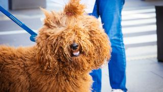 Ginger Barbet dog smiling at camera on a lead