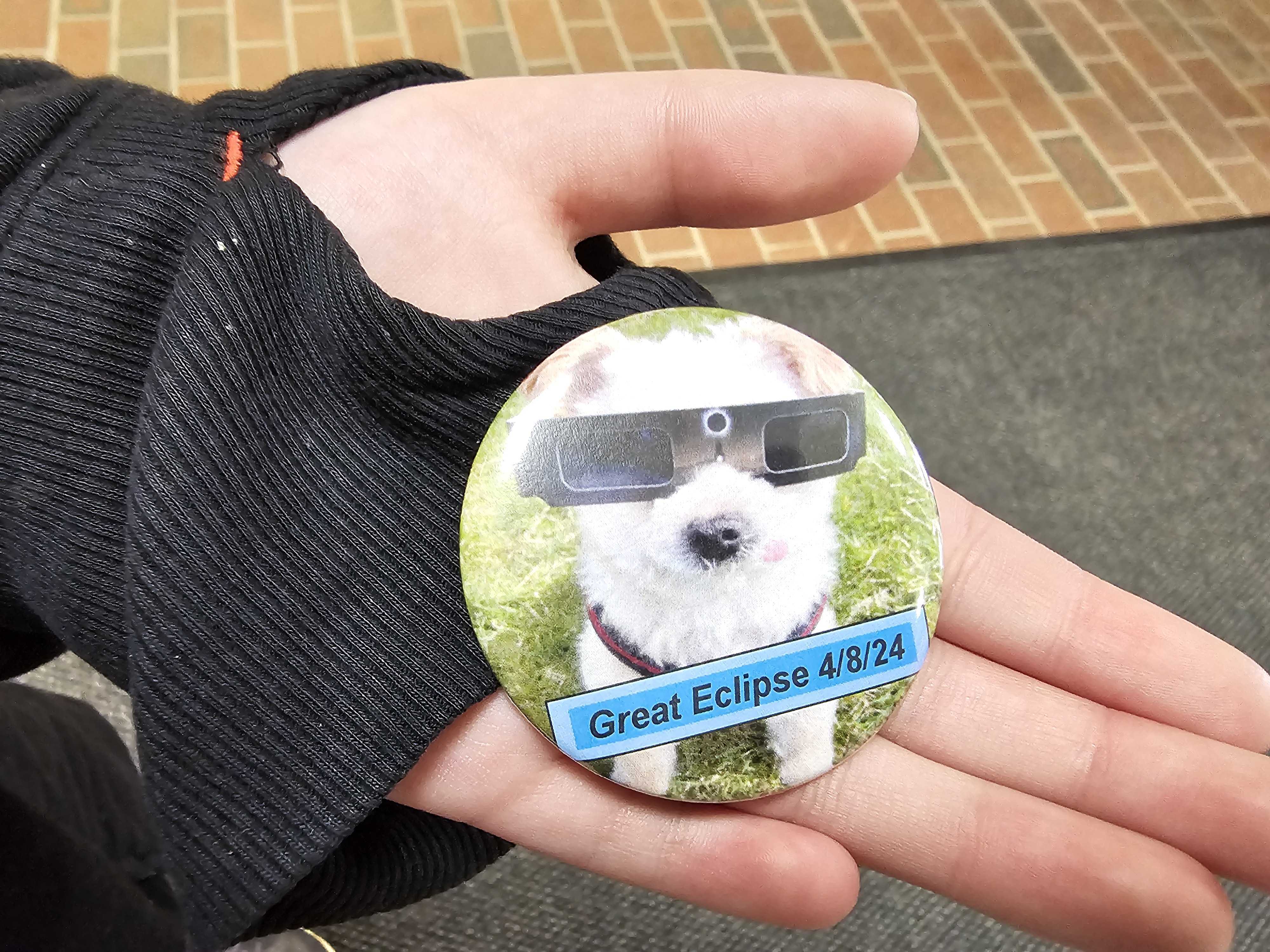 Dated Memorabilia, A Dog Wearing Solar Glasses