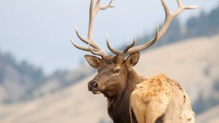 Bull elk standing in field