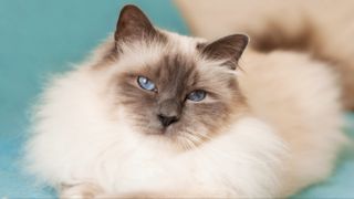 Birman cat