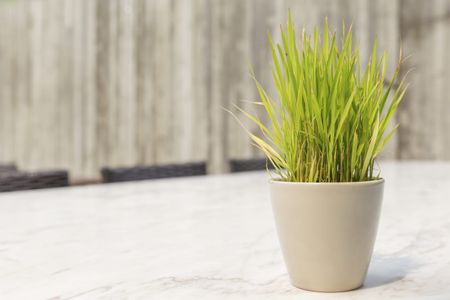 Small Potted Lemongrass