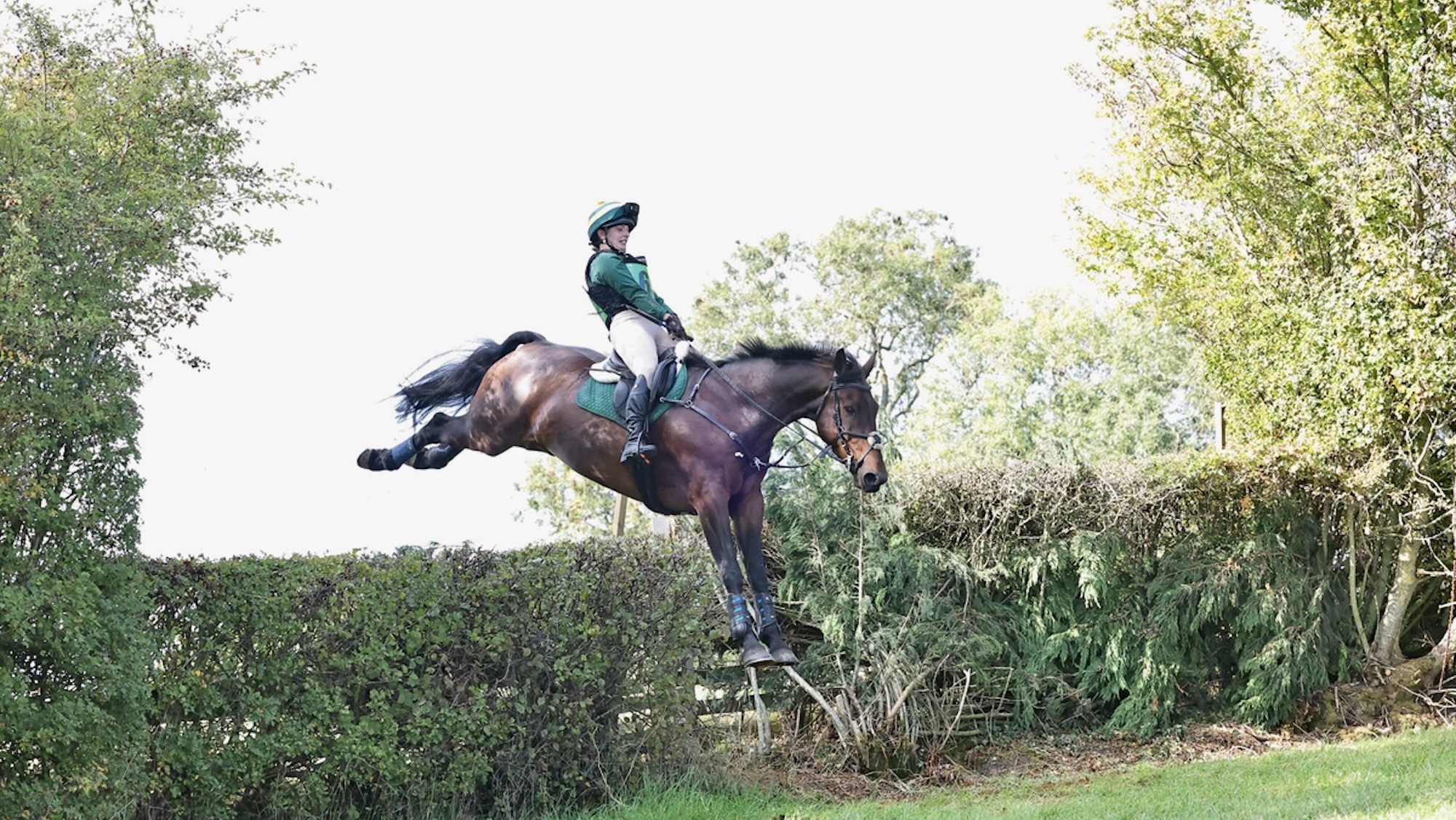 A bay horse and rider landing over a huge hedge