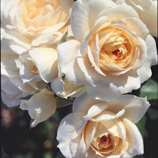 A pale champagne coloured rose