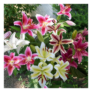 A close-up of oriental lilies in bloom