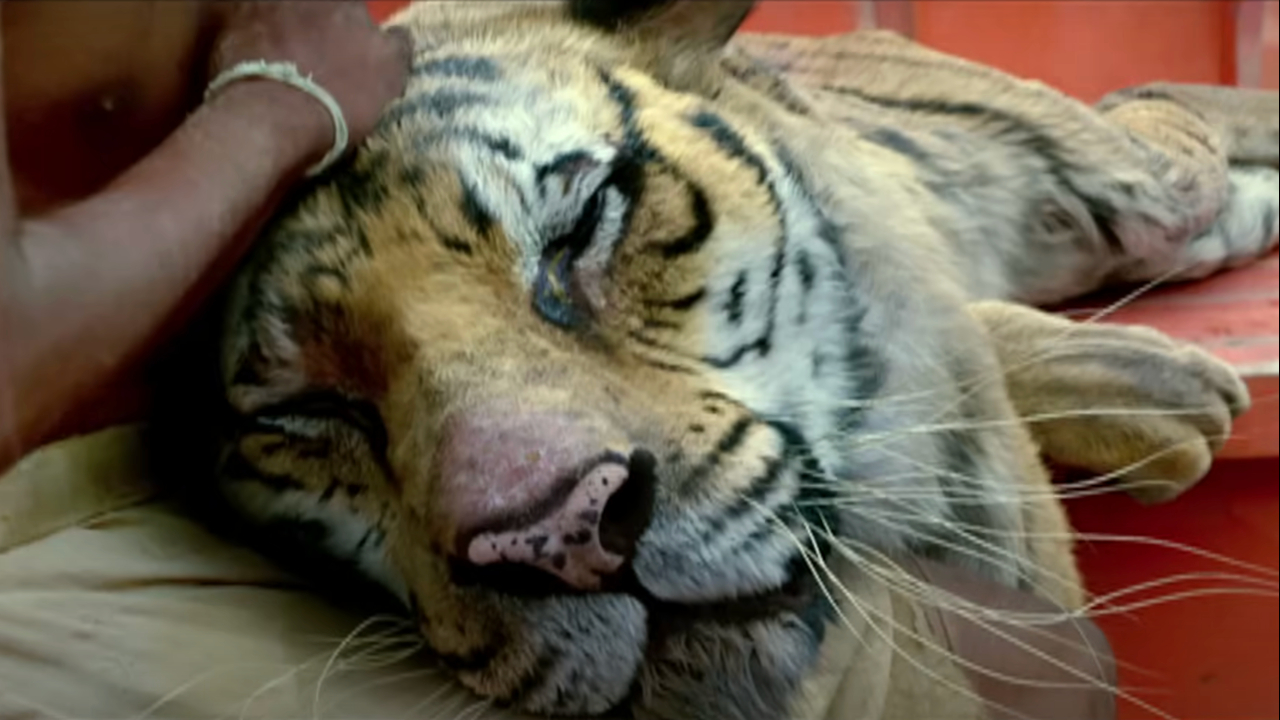 Richard Parker the tiger lying down in a boat with its eyes closed in Life of Pi.
