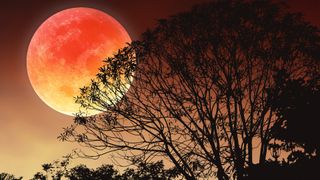 Full Moon June 2023: Big moon or Blood moon image with silhouette trees on summer bright twilight sky for natural graphic presentation background.Image of moon furnished by NASA. - stock photo.