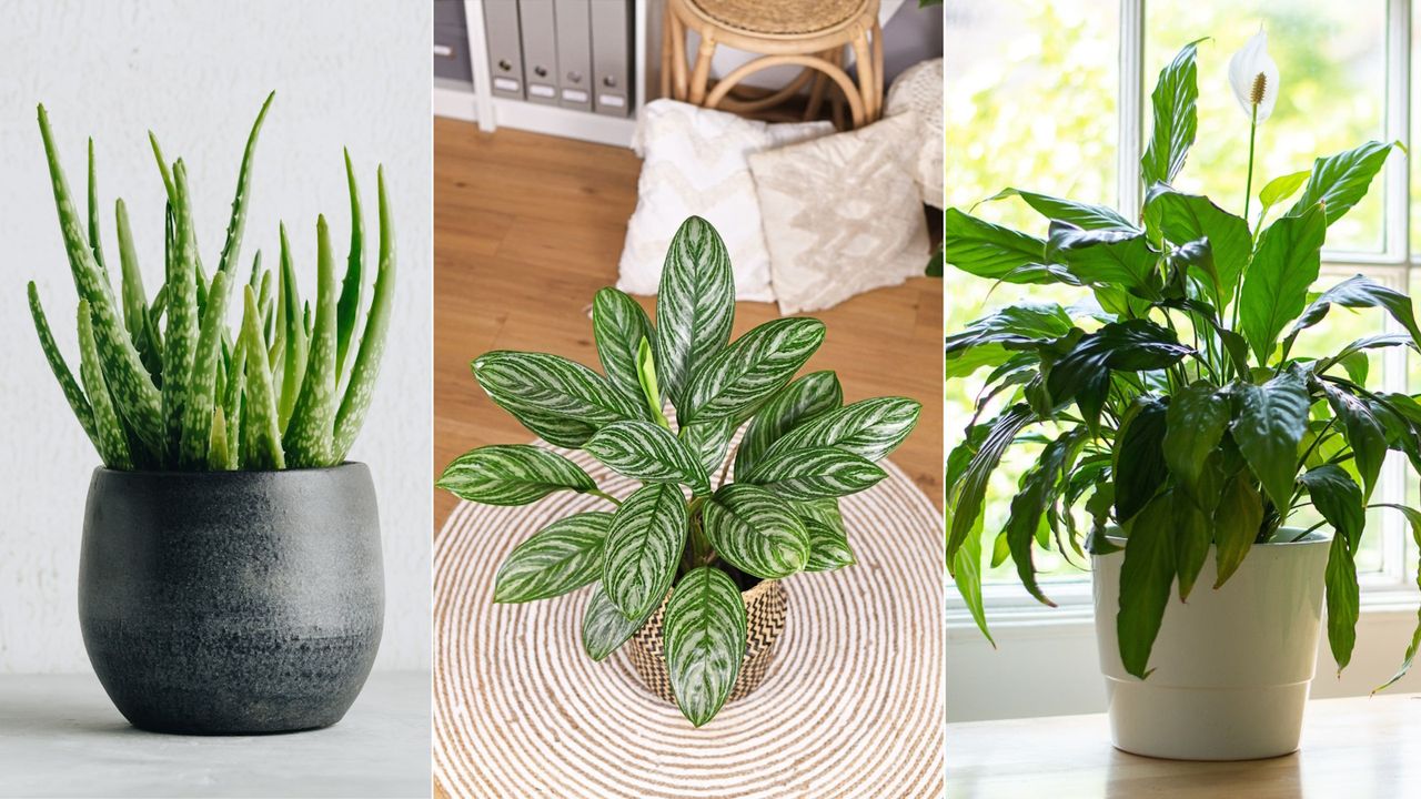 Air-cooling houseplants