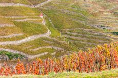 C&ocirc;te-R&ocirc;tie & Condrieu 2020