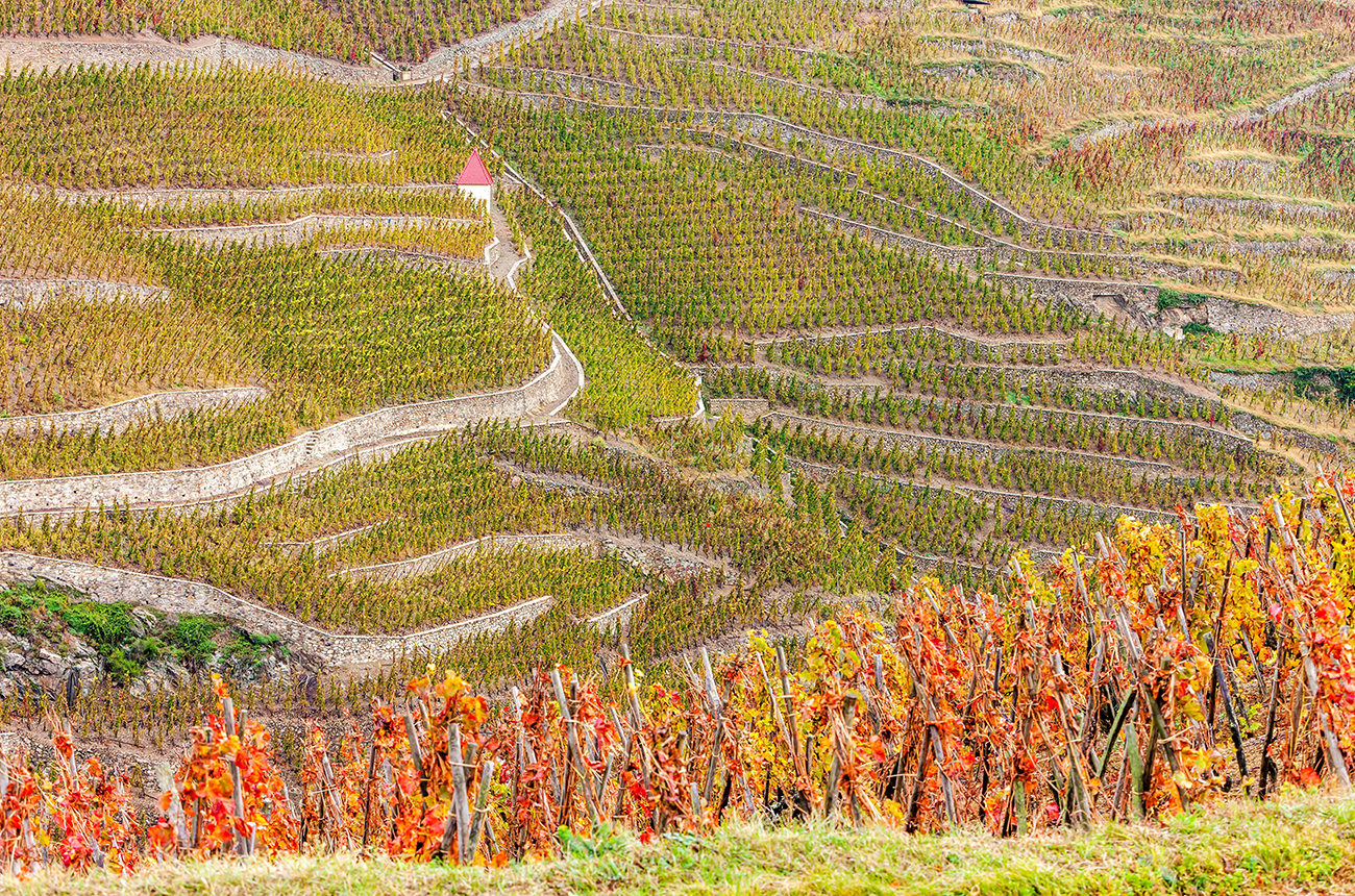 C&ocirc;te-R&ocirc;tie &amp; Condrieu 2020