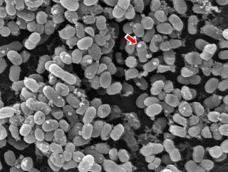 Ocean Microbes Shedding Vesicles