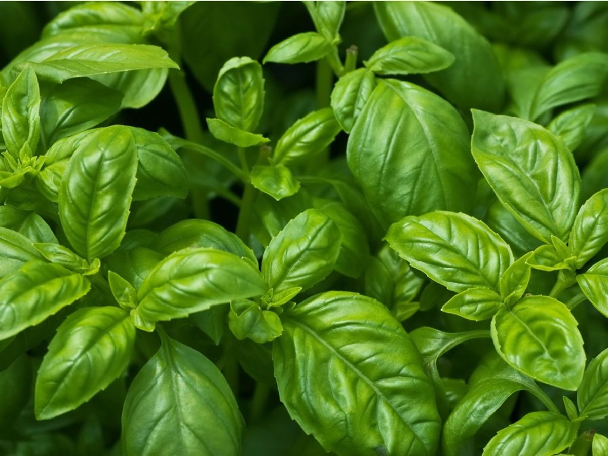 Basil Diseases Common Basil Plant Problems Gardening Know How