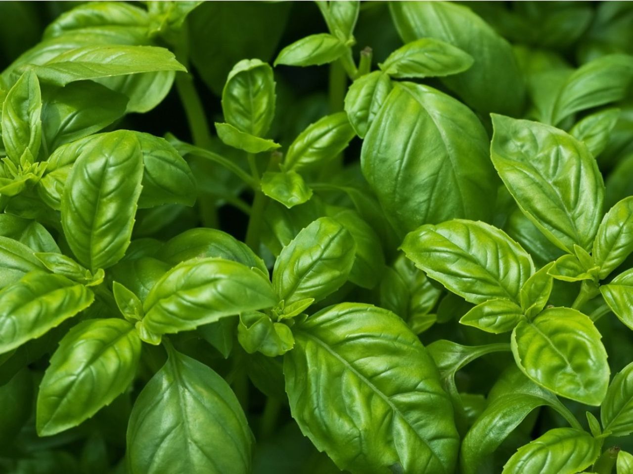 Basil Plant Leaves