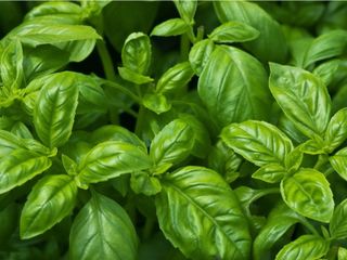 Basil Diseases Common Basil Plant Problems Gardening Know How