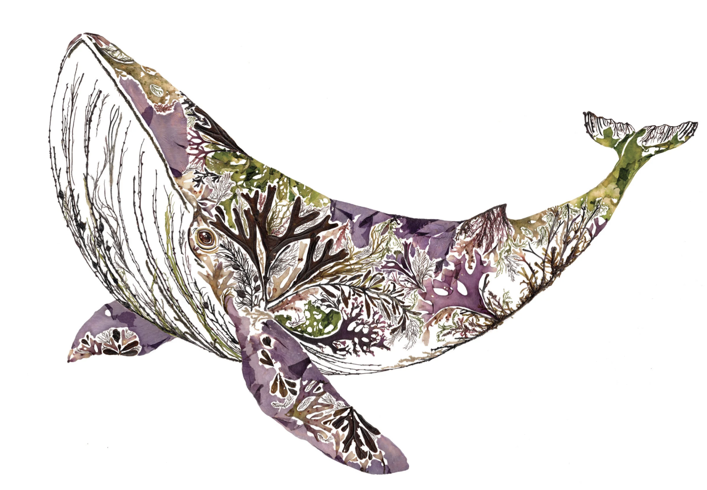 A humpback whale illustration with patches of pressed seaweed and coral-like fronds in purple, green and brown.
