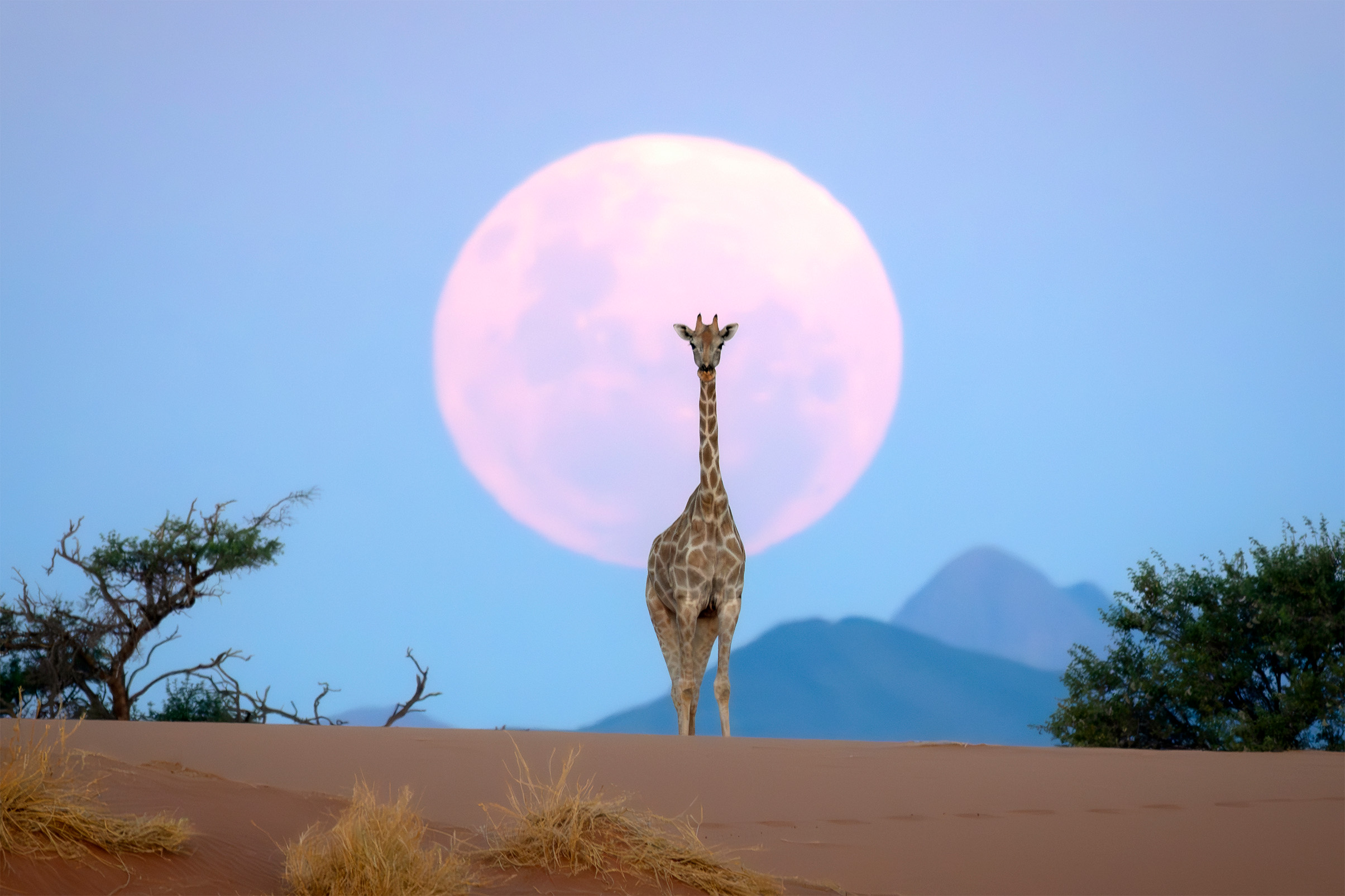Giraffe standing on a sand dune with a large full moon and distant mountains in the background during twilight