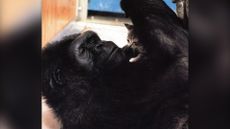 Koko the gorilla with her gray tabby cat, named All Ball.