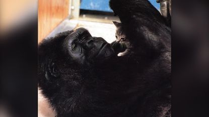 Koko the gorilla with her gray tabby cat, named All Ball.