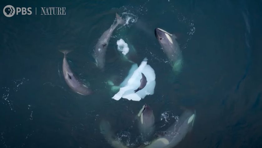 orcas swimming in circles around a seal on a block of ice