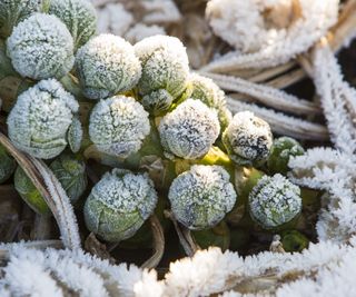 Brussels sprouts covered in snow in winter