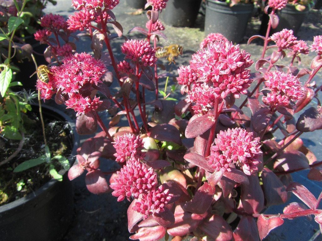 Potted Purple Emperor Plant