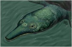 Reconstruction based on fossil.