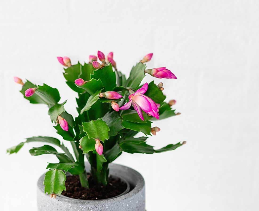 American Plant Exchange Live Christmas Cactus &amp;ndash; 6-Inch Pot Cover &amp;ndash; Easy Care Flowering Succulent With Festive Blooms for Holiday Home D&amp;eacute;cor, Kitchens, Offices &amp;amp; Indoor Winter Displays