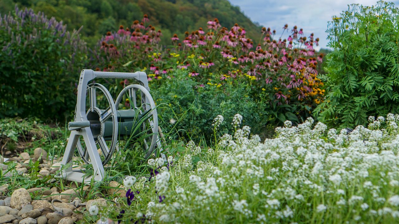 Wild flowers in a swathe planting system with a garden hose in the middle of the grounds