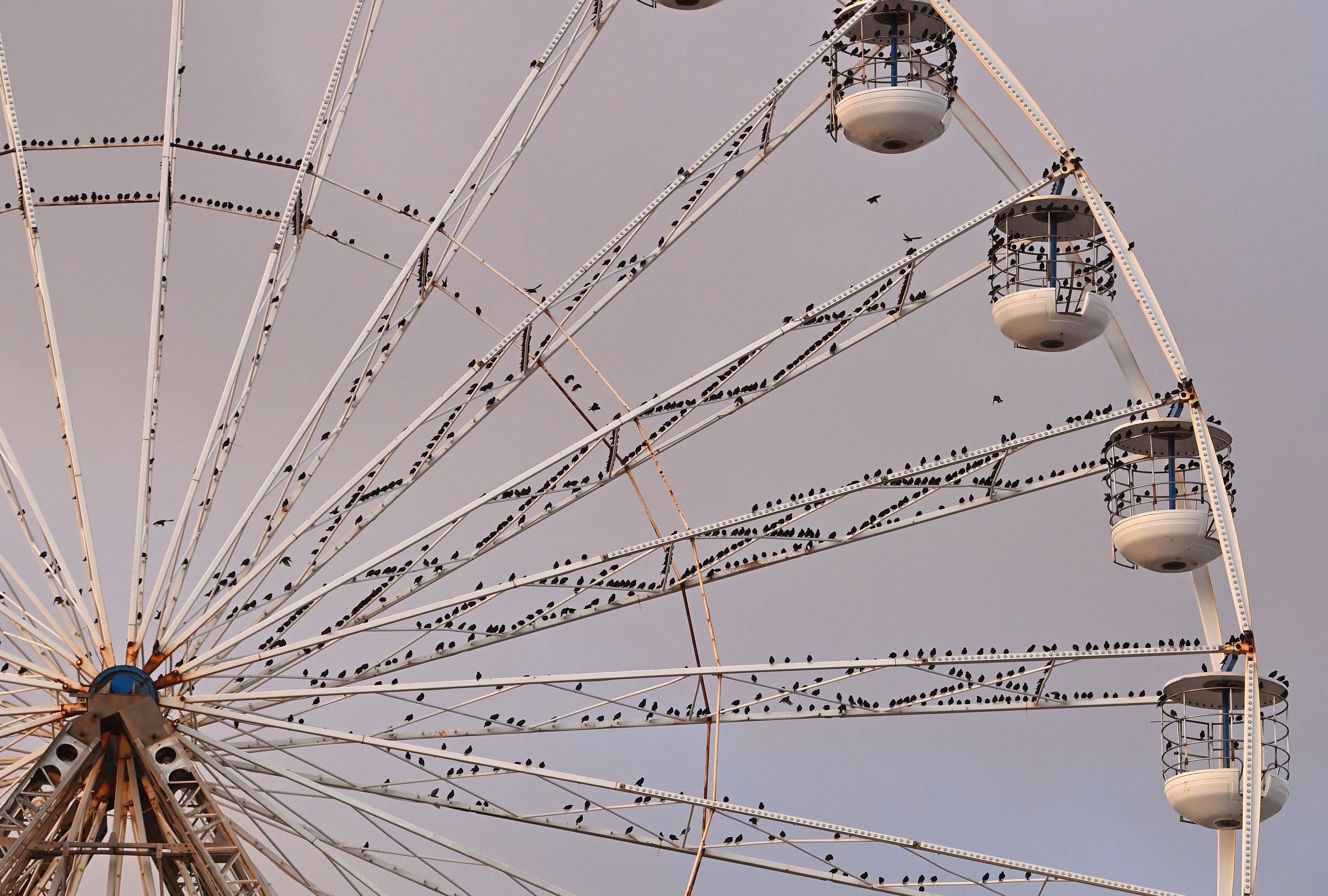 Starling