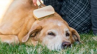 a vet's guide to brushing short-haired dogs