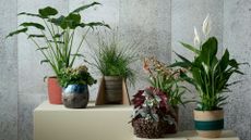 A set of houseplants in colorful, textured pots on cubed pedestals