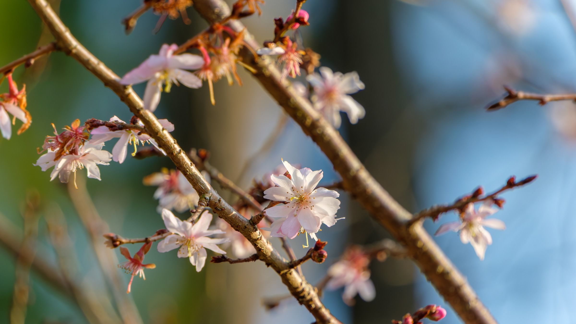 Winter-flowering cherry blossoms