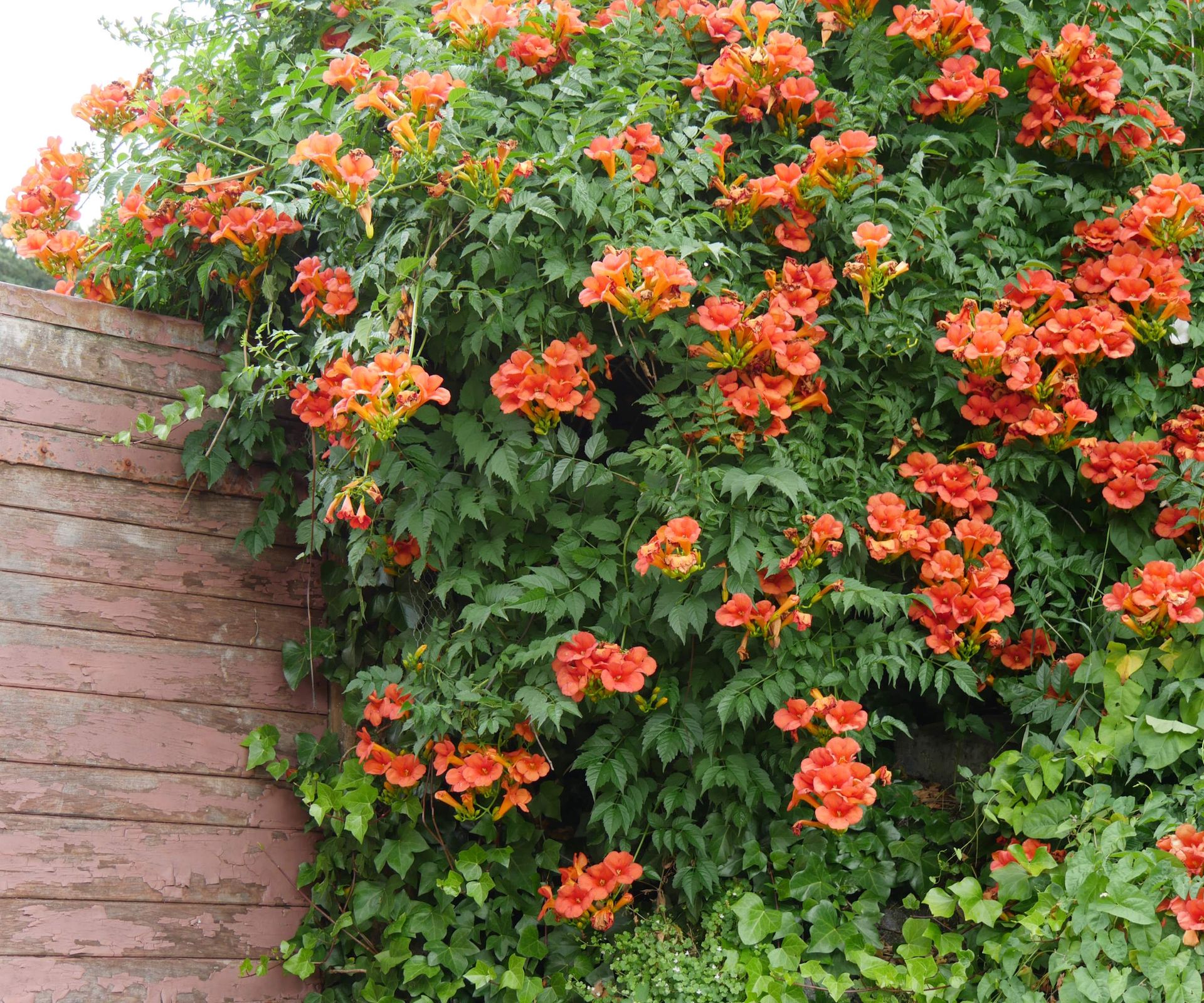 How to grow trumpet vine: expert climbing plant advice | Homes & Gardens