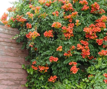 Plants to prune in February - 7 shrubs to trim this month | Homes & Gardens