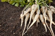 freshly-dug parsnips