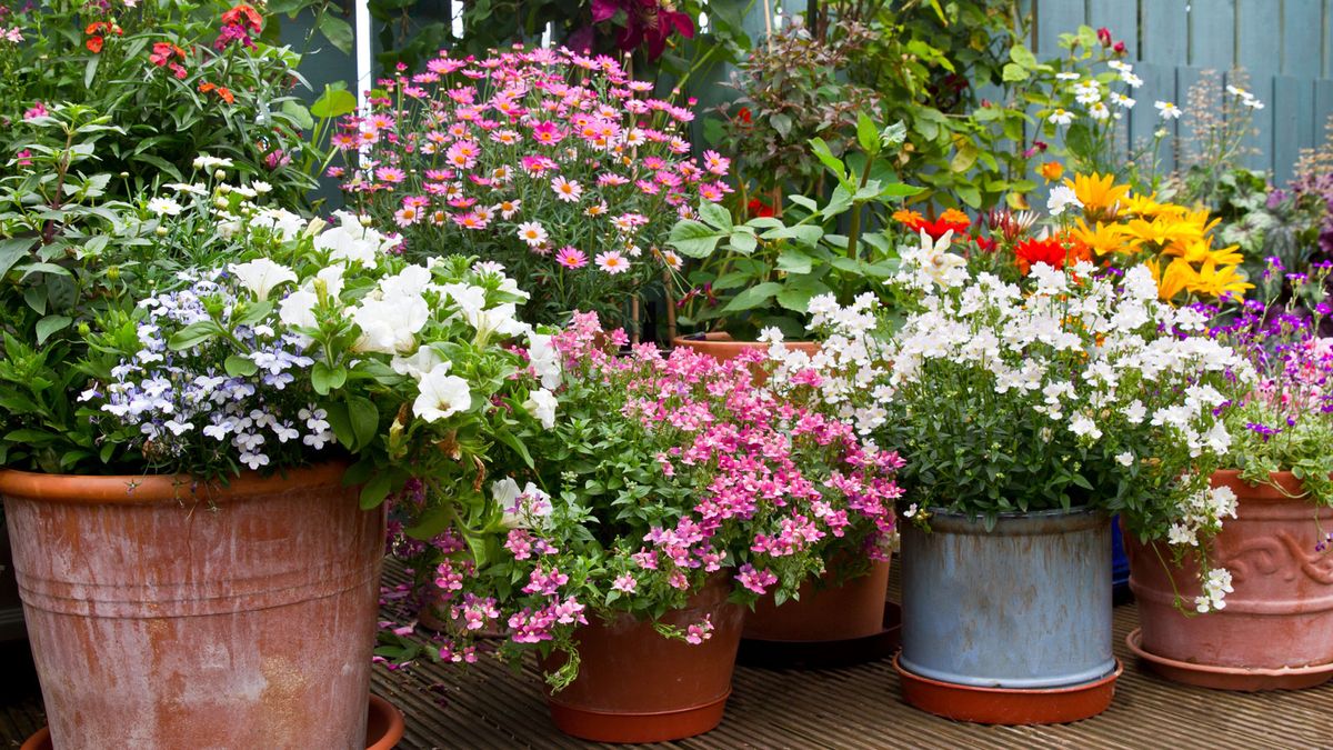 12 Easiest Potted Plants For Patios Decks And Terraces Gardening 