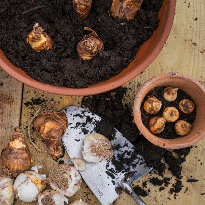 wooden table with one small and one large terracotta pot half filled with compost with a mix of spring bulbs in the pots and on the table, along with a metal trowel and spilt soil