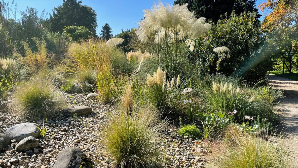 Swap Your Thirsty Lawn for This – It’s the Secret to a Lush Landscape That Never Needs Mowing