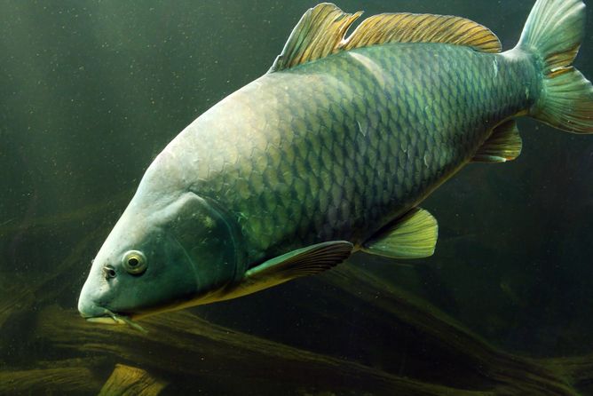 carp, invasive species, genetics