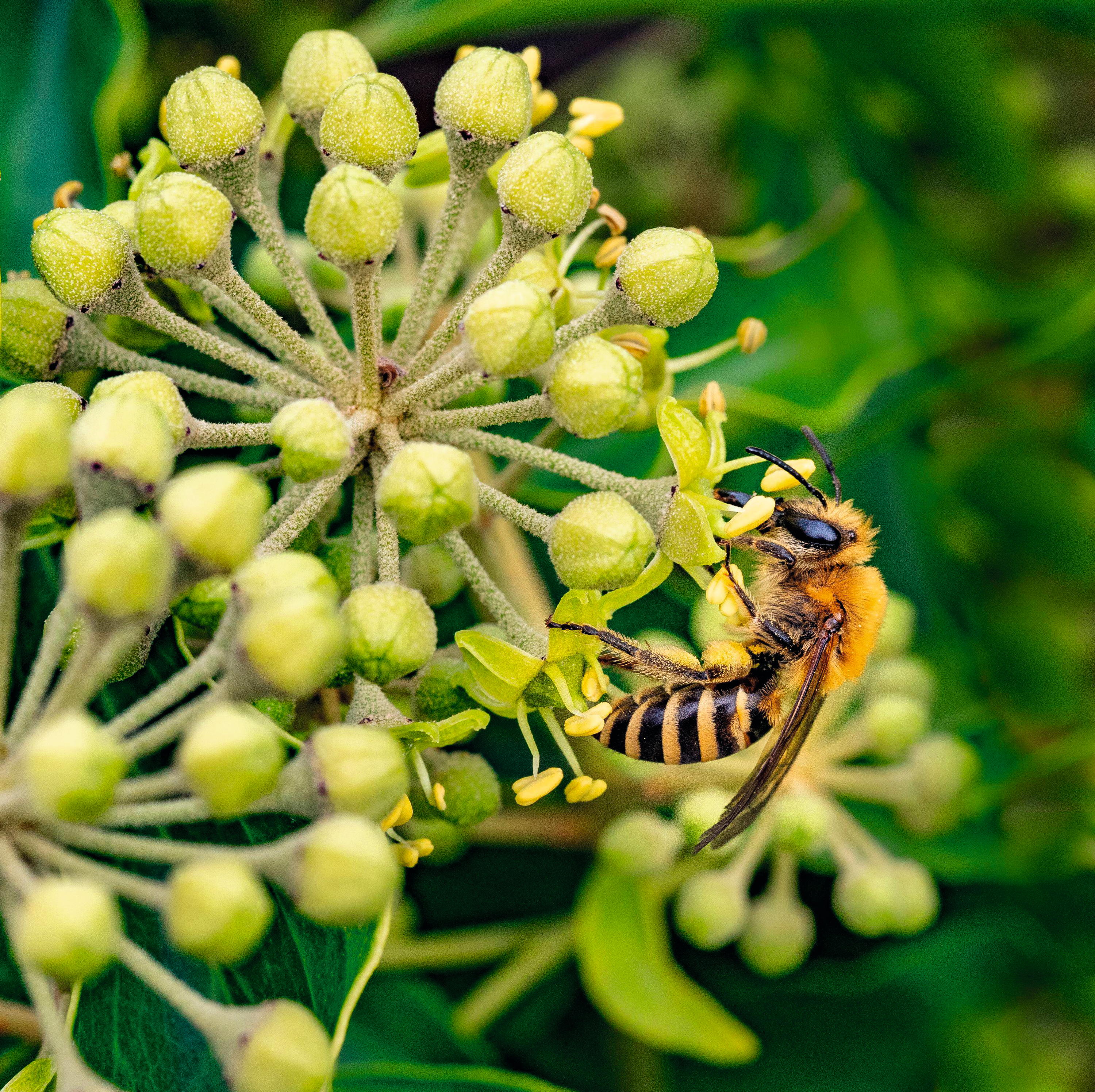 The ivy bee is utterly dependent on ivy blooms, adjusting its breeding pattern to Hedera helix&amp;rsquo;s flowering