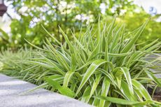 Spider Plants As Ground Cover