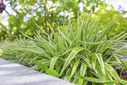 Spider Plants As Ground Cover