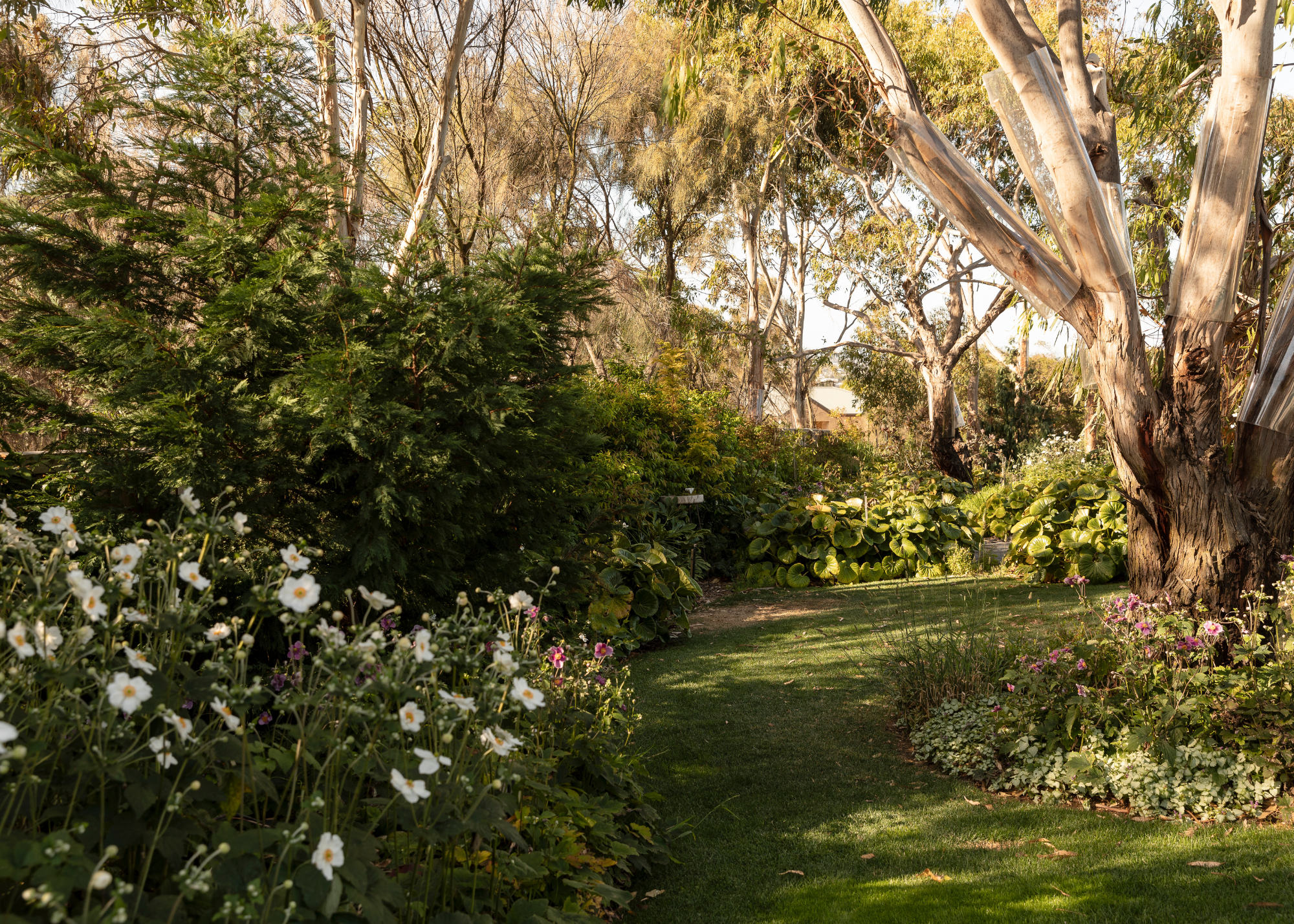 A close-up of a garden corner with a short hedge bordering a large planter with succulents near a n exterior boundary
