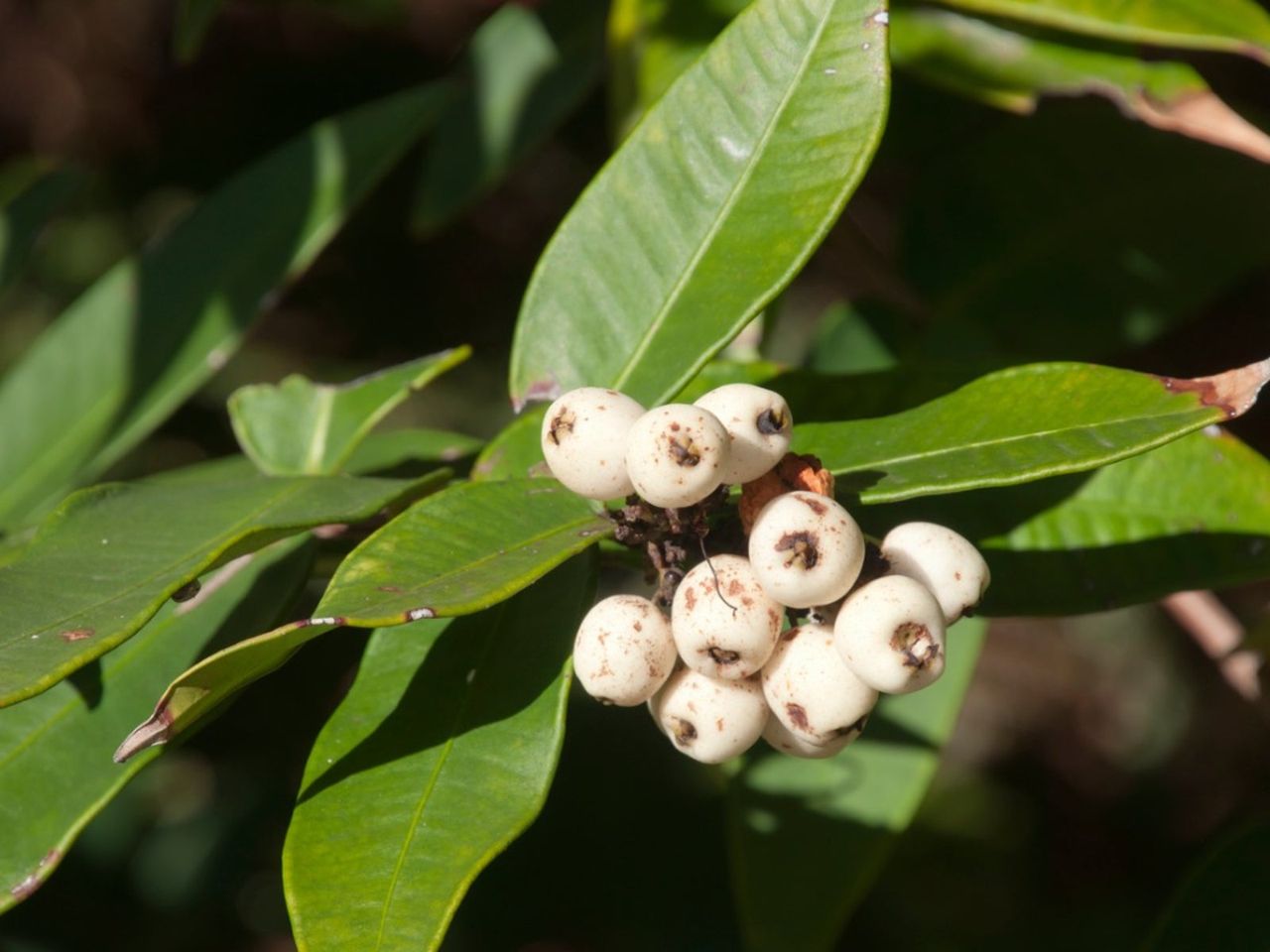 White Midgen Berries