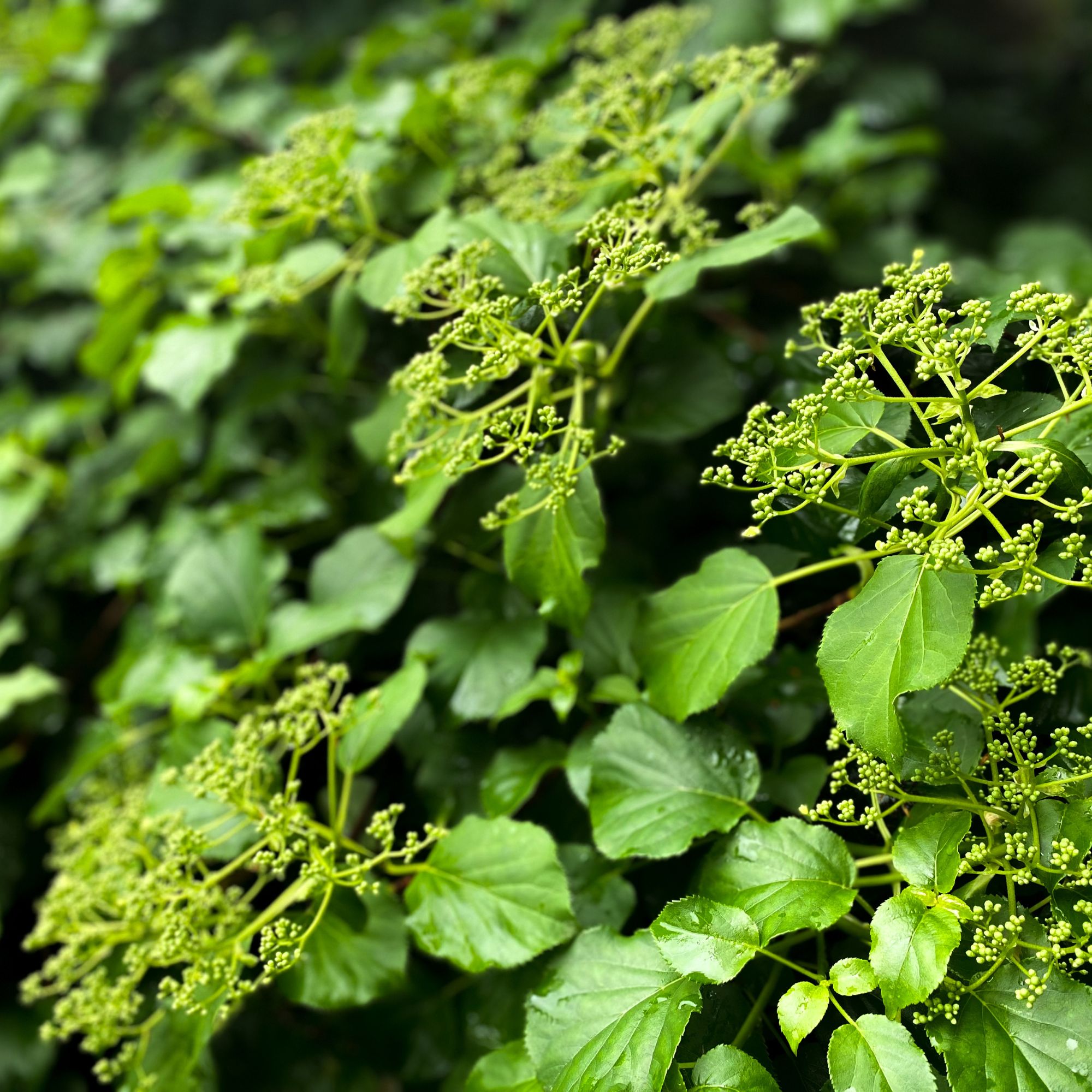 Climbing hydrangea growing in spring garden