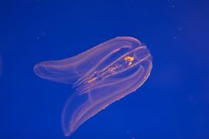 Bioluminescencent jellyfish