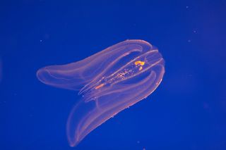 Bioluminescencent jellyfish