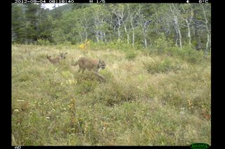 Waterton Lakes National park, conservation