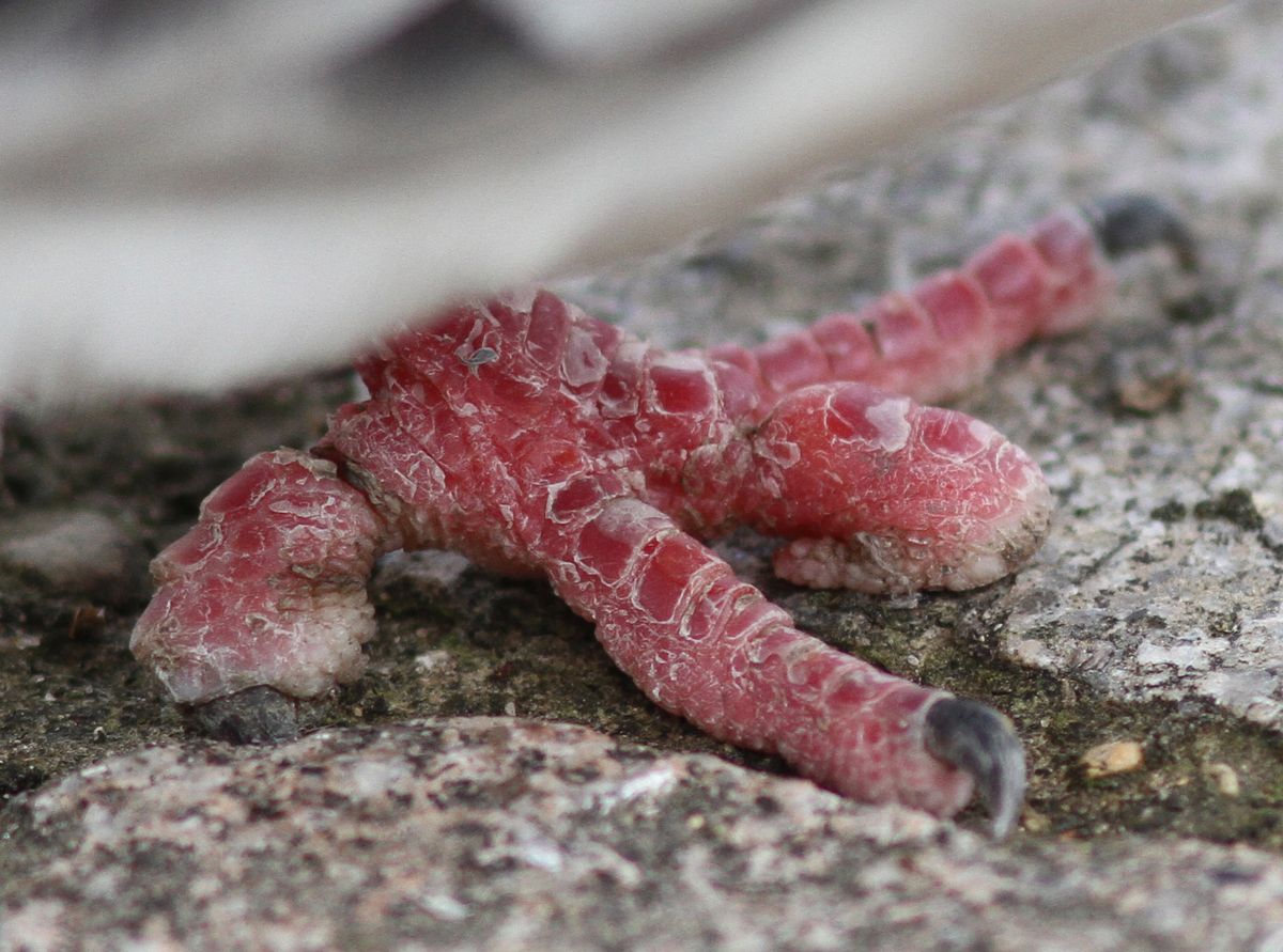 Pigeons in Paris are sometimes missing a toe and now researchers think they know why: human hair.